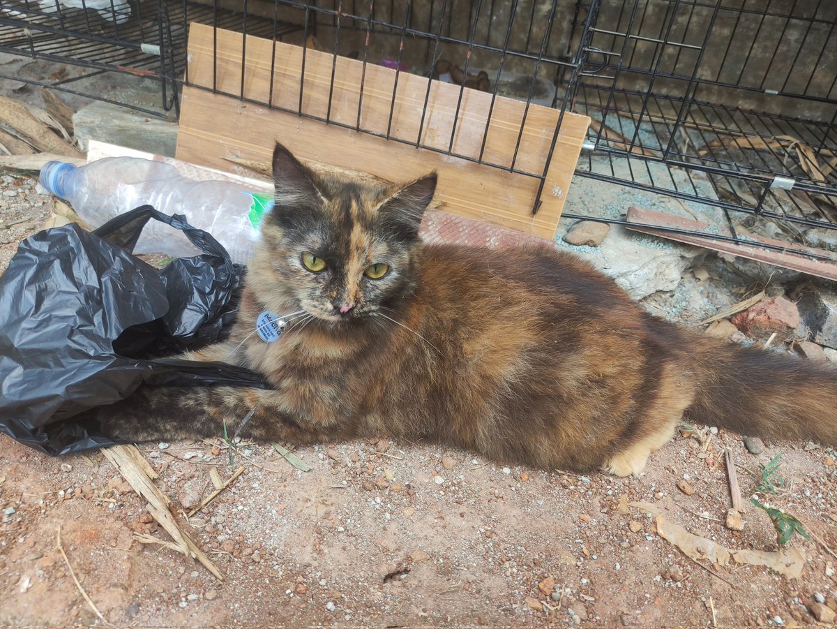 darwasupari's tweet photo. @yoyouzhii Punya 6 kucing dg warna berbeda padahal 1 induk. Kayaknya emaknya dulu digilir https://t.co/JbsRBjmgVo