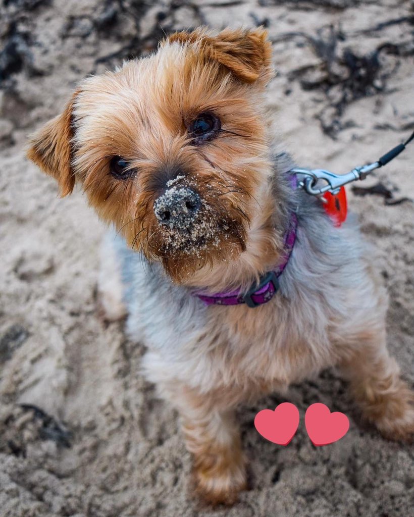 SaveOurSparrows's tweet image. 4/4 I love #Lancashire where I have lived all my life. But @unitedutilities  @LancashireCC @ChorleyCouncil @EnvAgencyNW + #RiversTrust all knew about the #Sewage being forced into our Rivers. I know nobody who knew of this. My Dog is dead ⁉️🙏 How many more reported ?