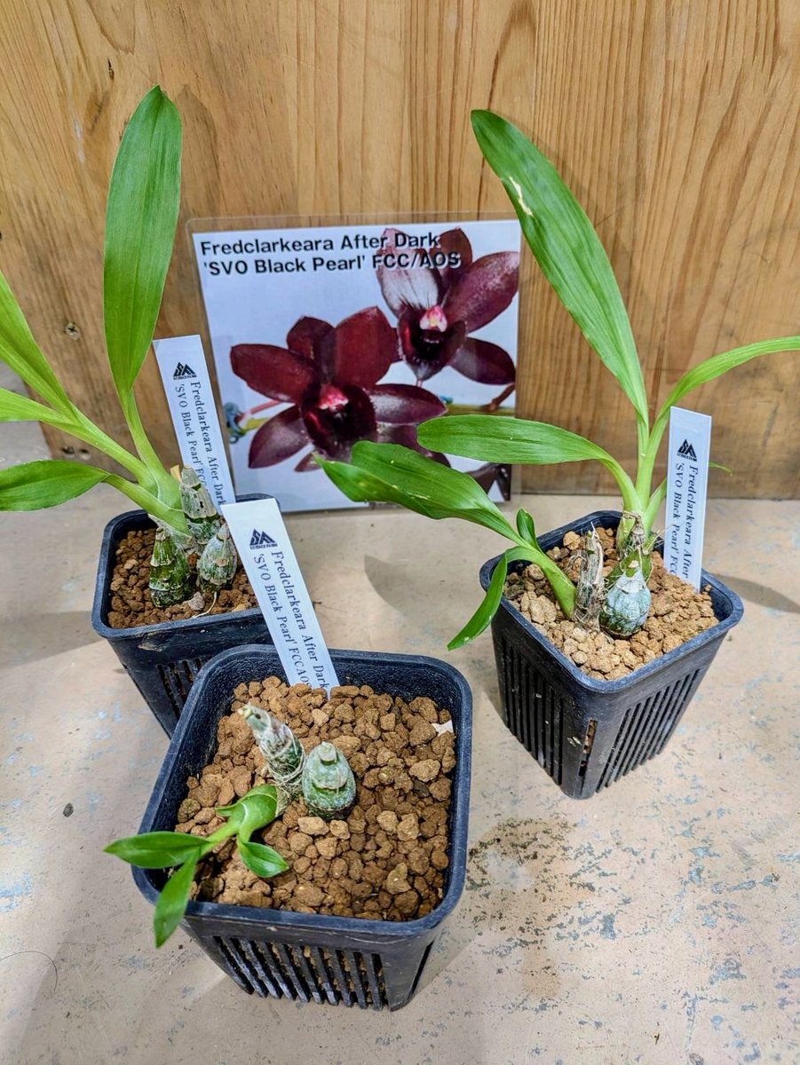 ガーデンセンター瑞穂店】 #サイエンスファーム 様より納品して頂いた