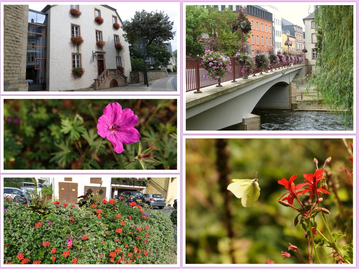 dolly35161448's tweet image. #julibloeiers toch nog wat gevonden in het archief #geraniums @LadyLove40