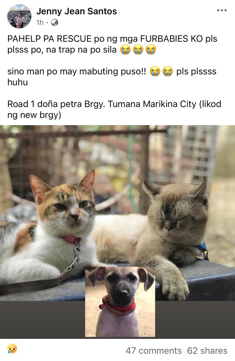 NEED RESCUE !!! PLEASE help rt 🙏🏼

pa help po ma rescure furbabies ni ate asap :'( 

location : road 1 doña perra Brgy. Tumana Marikina City (likod ng new brgy)