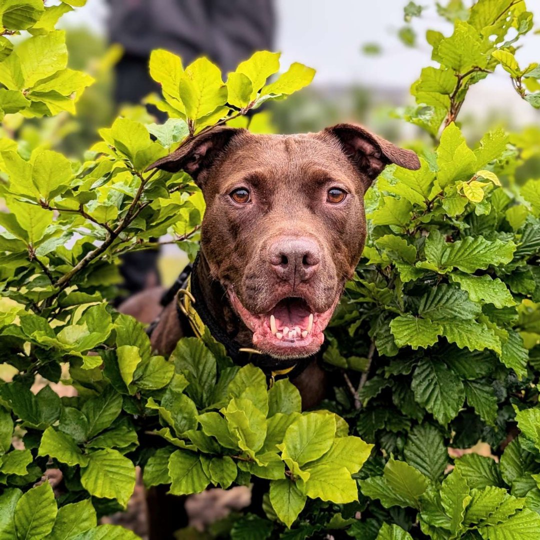 DTCardiff's tweet photo. 😍 Can we appreciate how adorable Twirl is! We hope this brightens up your #Wednesday! This ray of sunshine was enjoying getting her photo taken and finding the best places to pose 😎  Twirl is looking for her forever home 💛#DogsTrust #DTCardiff #AdoptMe #LabradorCross https://t.co/Zfw6DADOzB