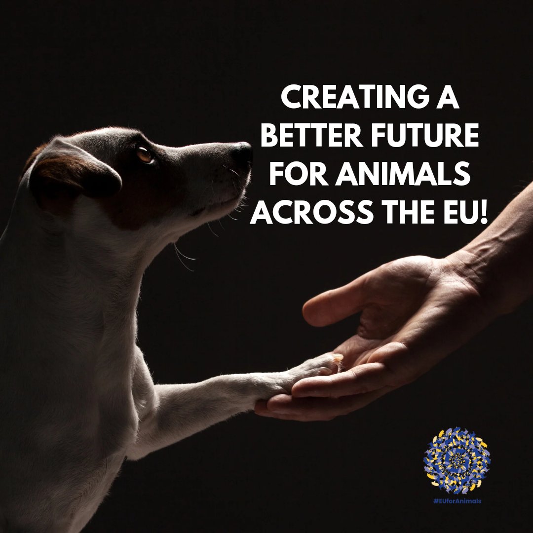 euforanimals's tweet photo. The establishment of an EU Commissioner for #AnimalWelfare is a crucial step towards ensuring consistent and comprehensive protection for animals across Europe. This role would unify our efforts and amplify our impact on policies and regulations.

#EUforAnimals https://t.co/xQDu463NYR