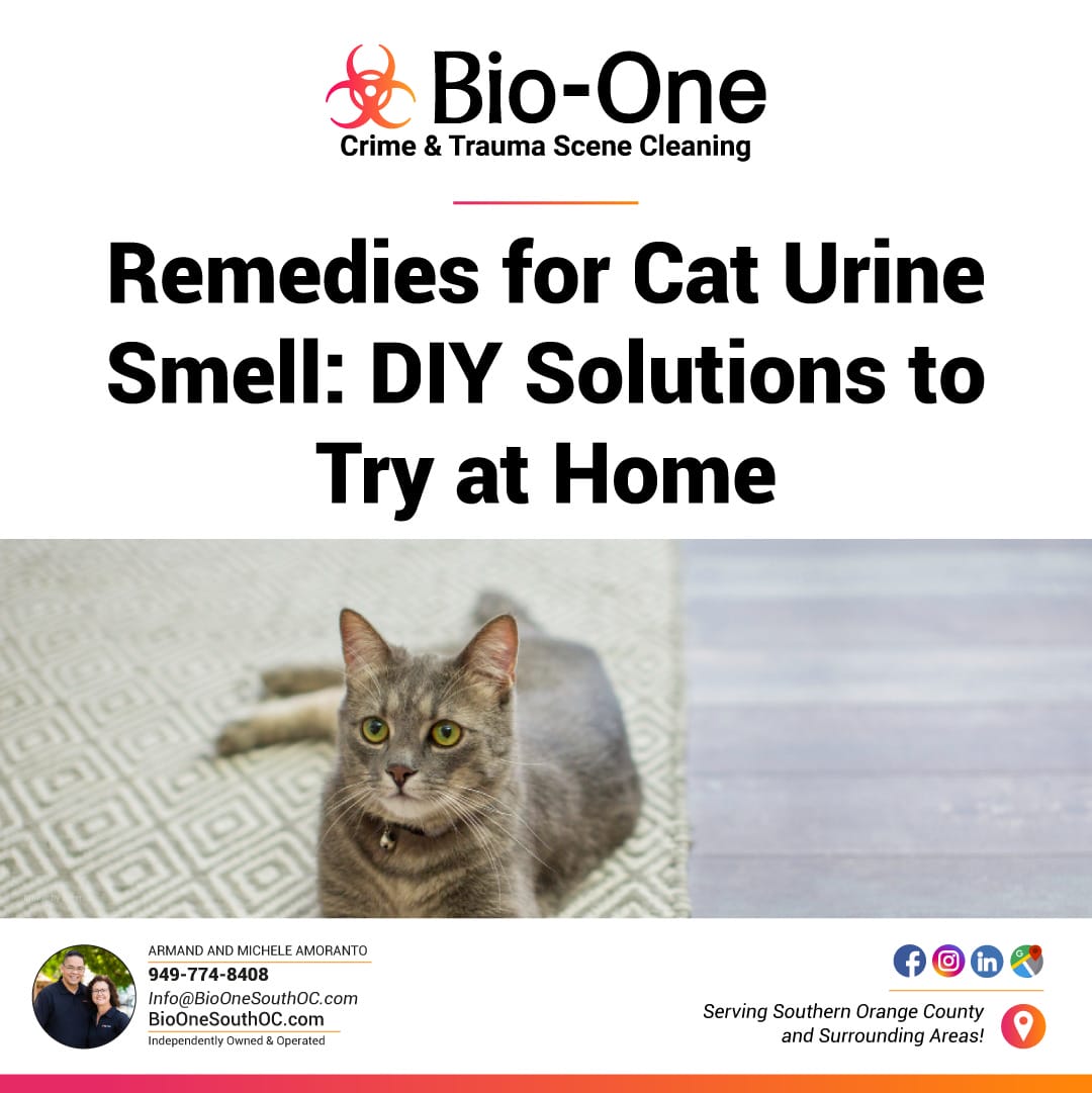 BioOneSouthOC's tweet image. It's important to address cat urine odor as soon as possible before it becomes a more difficult issue to tackle. 

📰: bioonesouthoc.com/remedies-for-c…

🌐 BioOneSouthOC.com
📞 949-774-8408

#bioone #southoc #orangecounty #blog #news #petcare #catcare #petcleanuptips