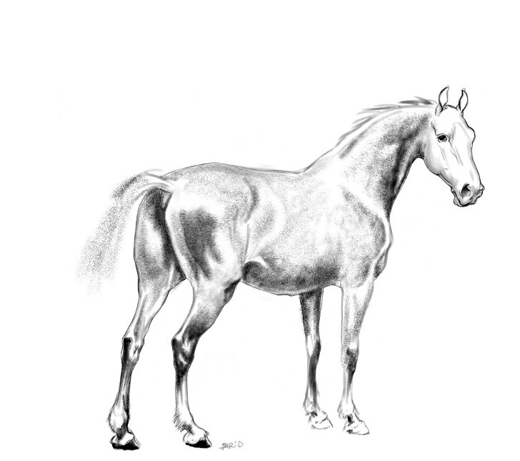 DVieletz's tweet photo. Some variations of a #Mypaint horse. https://t.co/QPQ19HHCZy