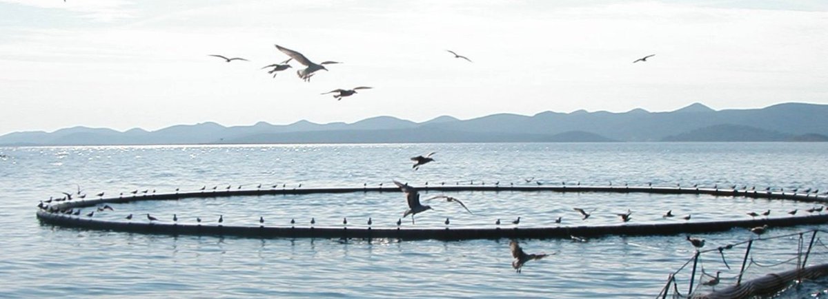 La Federación Europea de Productores de Acuicultura (<a href="/feapinfo/">FEAP</a>) pide coherencia entre las políticas de la UE para superar los obstáculos al crecimiento de la acuicultura ecológica ow.ly/zBgX50SIVNH