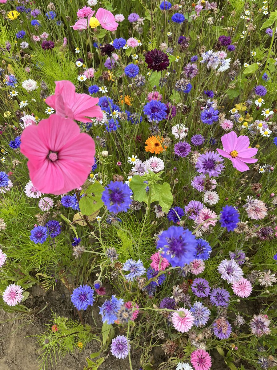 Summer Holidays😊. The time to fully switch off for a couple of weeks and spend time with family and friends. #familyfun <a href="/Yorkmaze/">York Maze</a>