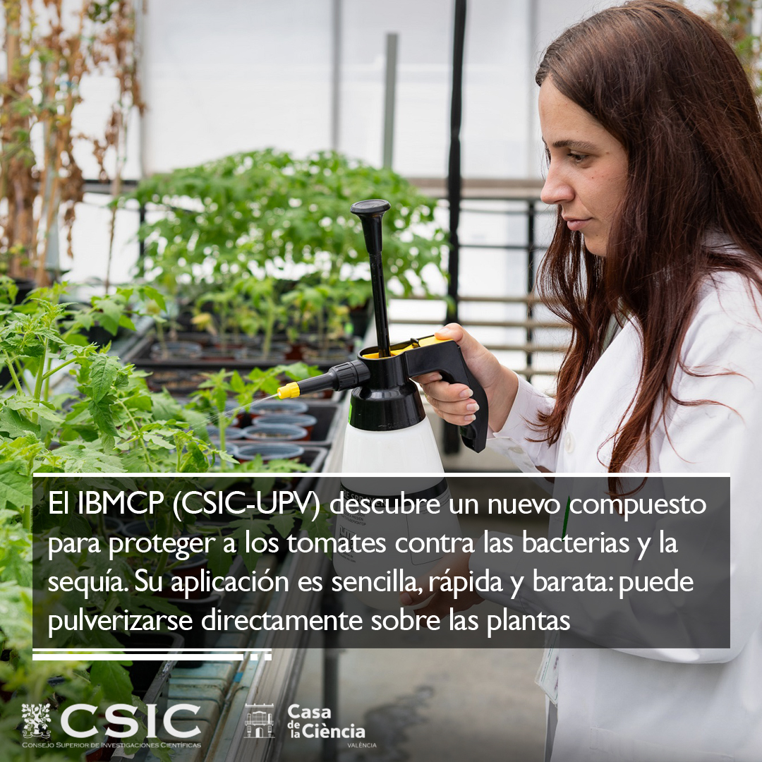 Un equipo del <a href="/IBMCP/">IBMCP - Instituto de Biología Molecular y Celular</a> descubre un compuesto para proteger a los #tomates contra las bacterias y la #sequía. El estudio comprueba que el compuesto volátil alfa-terpineol protege eficazmente a las plantas de la bacteria patógena "Pseudomonas syringae". 

delegacion.comunitatvalenciana.csic.es/un-equipo-del-…