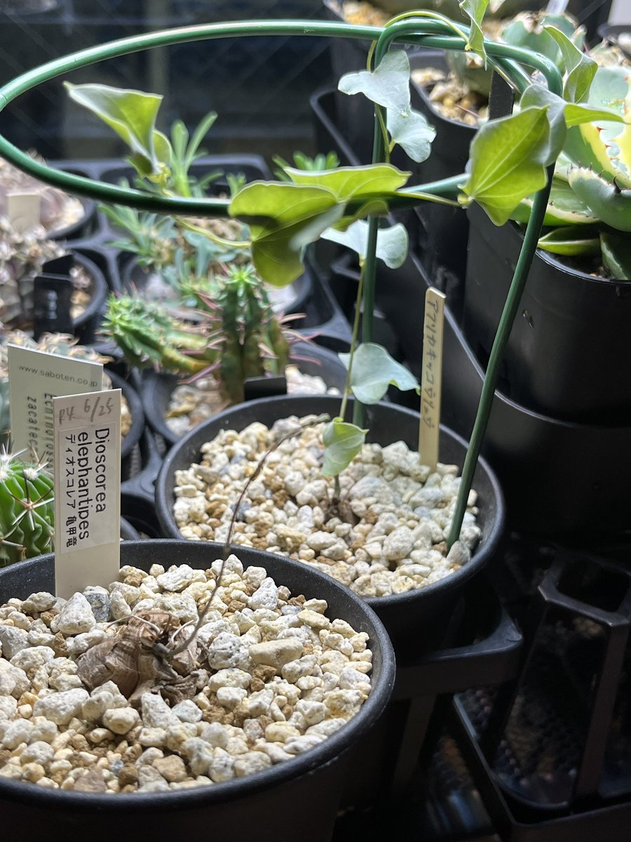 kino_hy_green's tweet image. 亀甲竜が起きた。早くない？まだ7月よ？
エアコンの効いた室内に居るからかな？🤔
ひとつはだいぶ前に起きてたけどツルが伸びずに葉が大きくなってる。
この子達どーしたらいいのーこのまま育つのほっといて🆗？🐢

#dioscorea