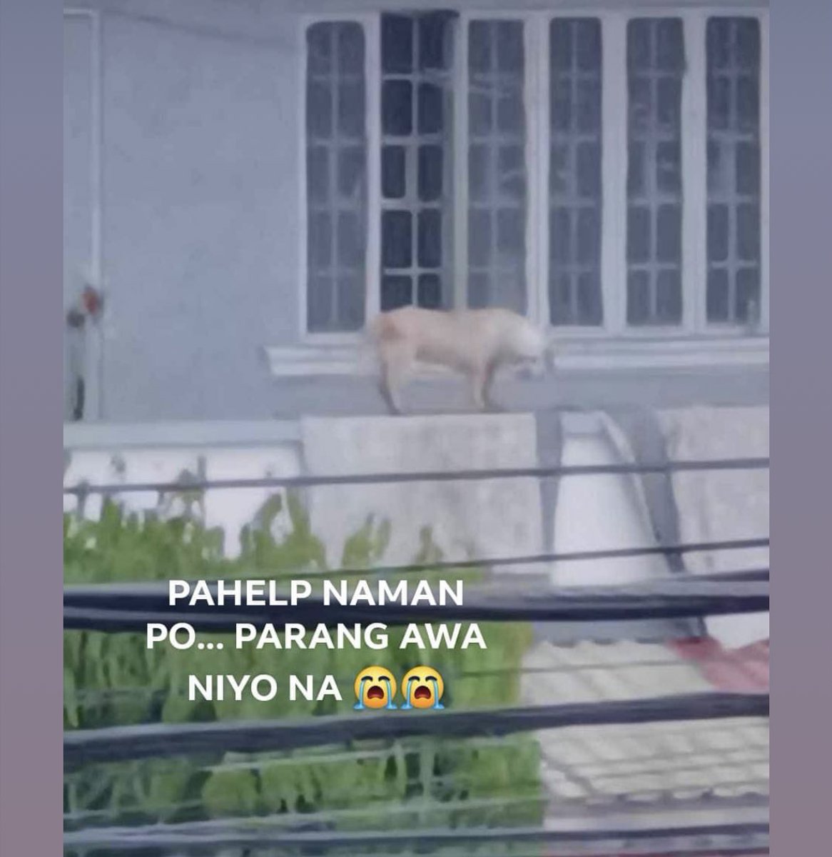 mingyucarts's tweet photo. HELLO ! may need po ulit rescue na furbabies 😭 please help rt !! need po nila tulong!

LOCATION: 3 SAINT CATHERINE ST. PROVIDENT VILLAGE, MARIKINA CITY TAÑONG BARANGAY 

#RescuePH #CarinaPH #RescuePH https://t.co/EllyVBE13h