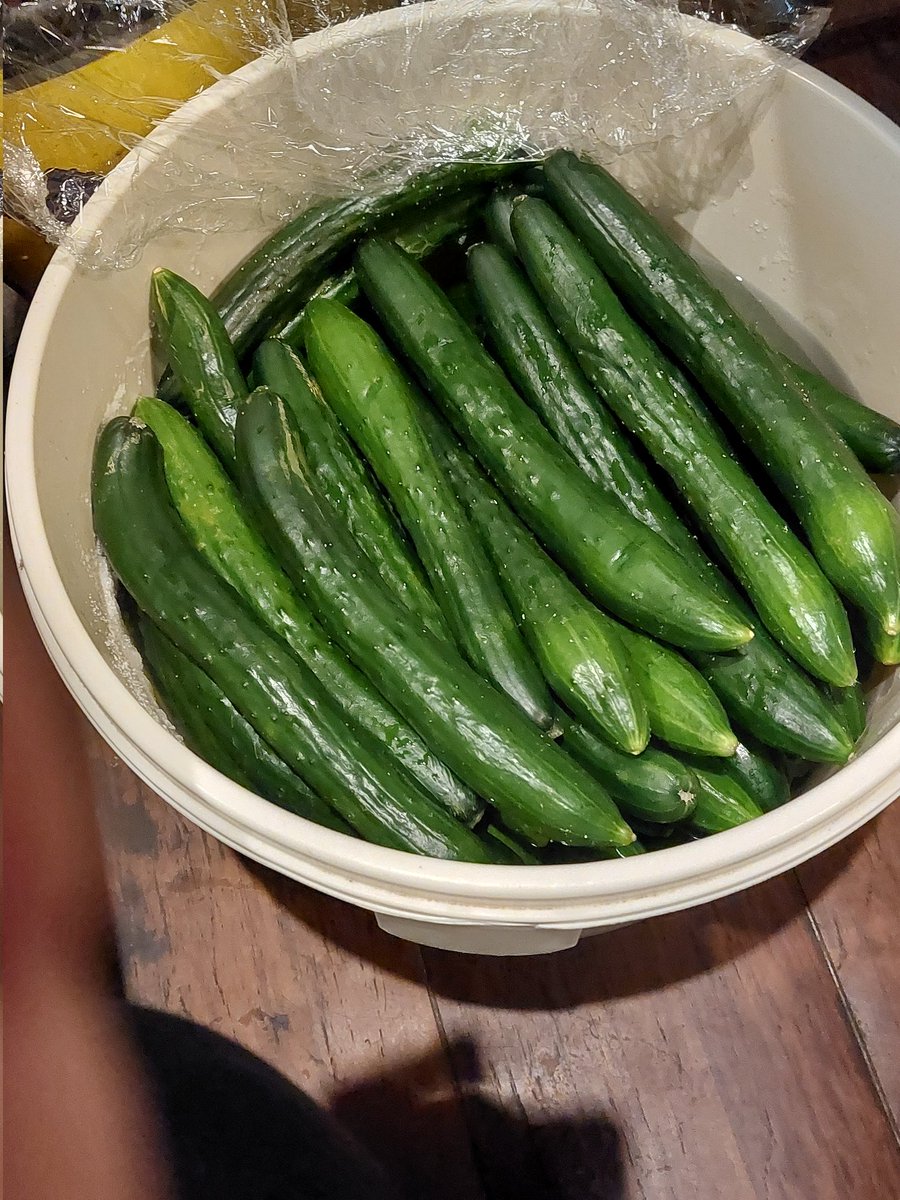 夏野菜のキュウリを沢山貰ったので、取り敢えず推定２００本塩漬けにしましたが……この先どうしよ
〰️😅欲しい人集まれ～😄