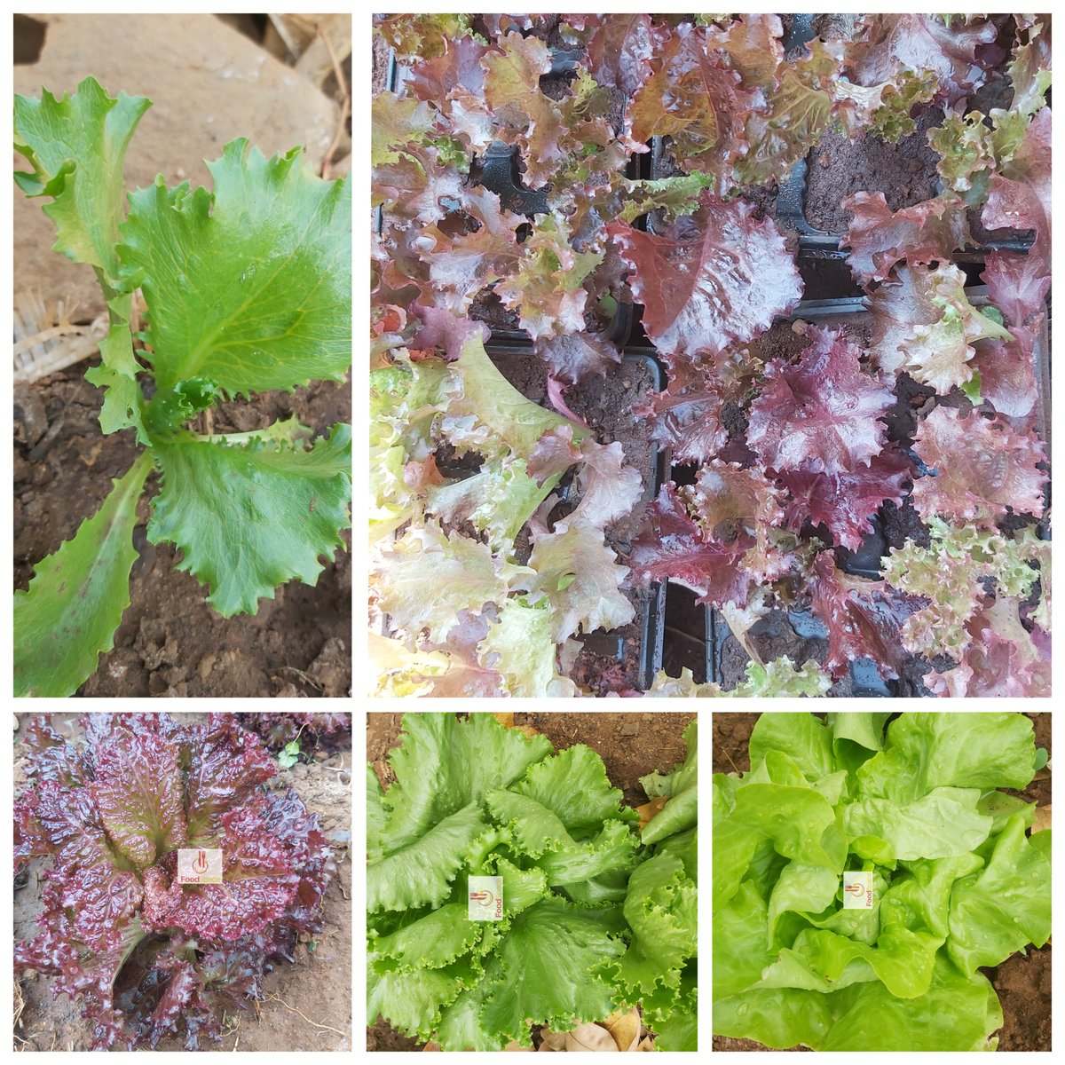Assorted lettuce varieties for your backyard veggie garden. K3500 for 10, K3000 for 6  <a href="/foodspacemw/">Food Space</a>
0887 34 19 61 Area 47 sector 4