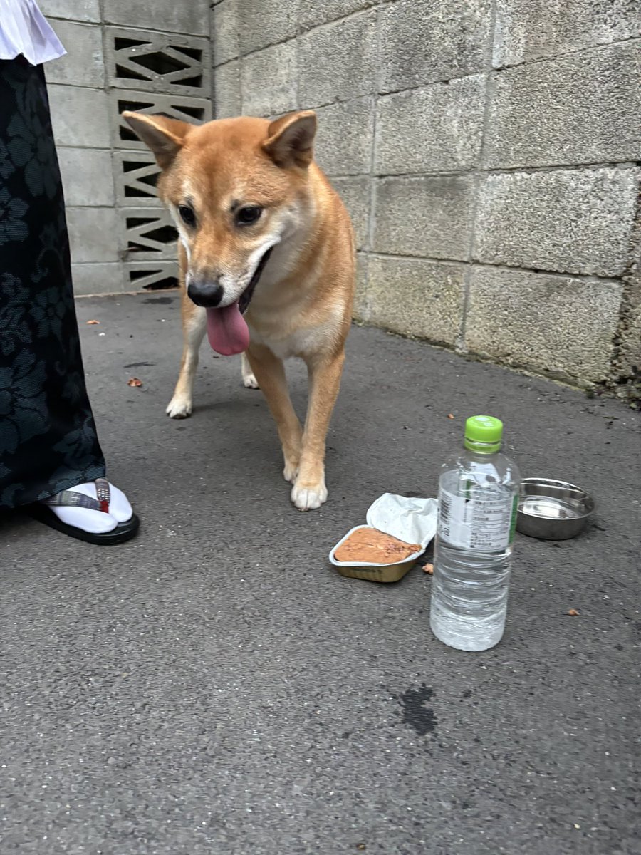 __cans's tweet photo. #高槻駅前　#迷子の犬
#拡散お願いします
#高槻市高槻町9-4 #ミスタードーナツの裏 https://t.co/HcsUvQLk0d