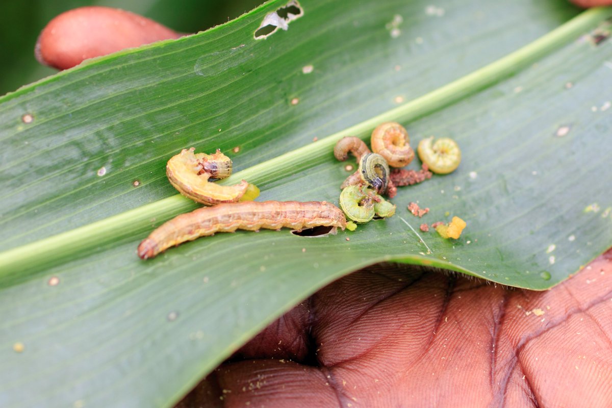 CABI_Plantwise's tweet photo. 🌽🚜 Struggling with fall armyworm (FAW)? 

A new study reveals that using plant health rallies, radio dramas, and SMS together can increase maize yields by up to 34%! 📈🌟 

Learn more 👇

https://t.co/eHa15nEBdu https://t.co/6jmRPOtZ5k