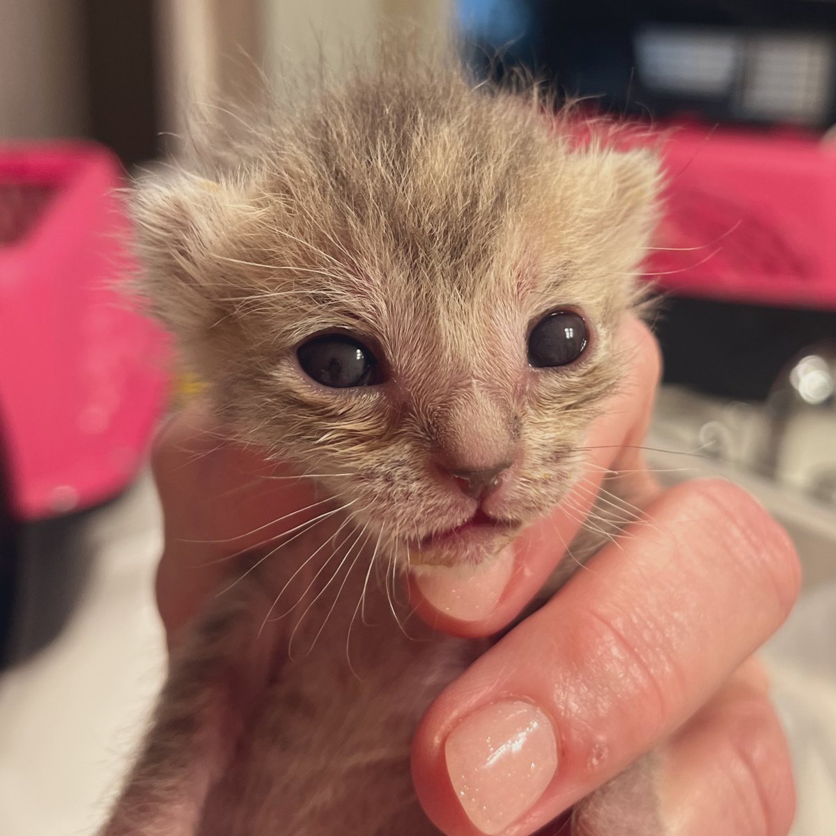 #Stella putting on her best lioness face. 🦁#kittens #CatsOfTwitter
