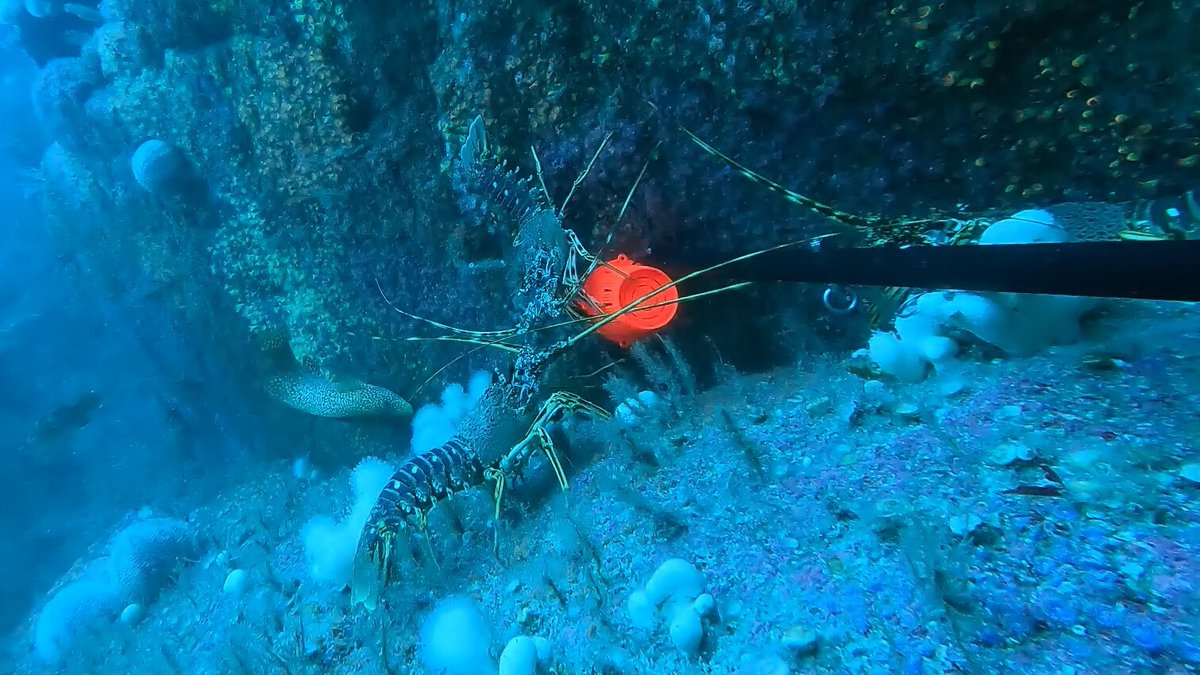 Owen Exeter is a NERC PhD student with us, studying marine health in South West England. Owen and his supervisor Kristian Metcalfe have been busy in the Isles of Scilly monitoring the remote reefs which support a variety of sharks, spiny lobsters and fish species.
#MarineBiology