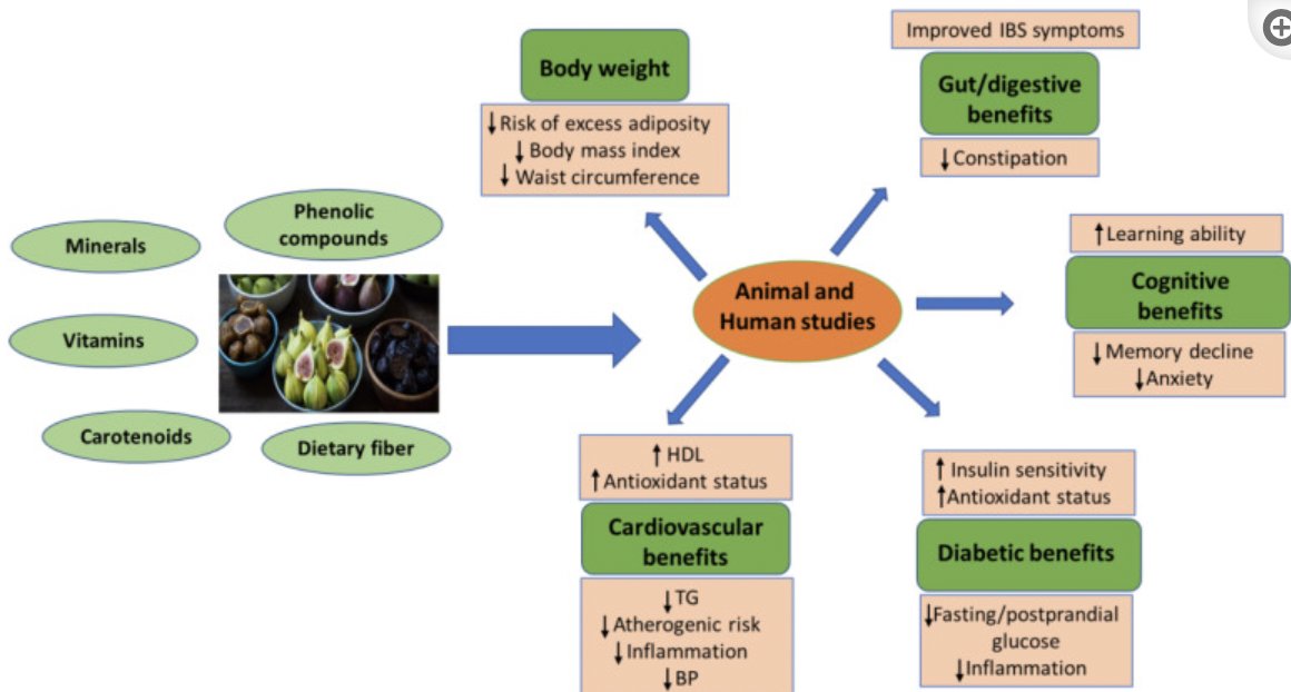 AlpacaAurelius's tweet photo. figs are true superfoods and one of the oldest foods known to man

they are loaded with polyphenols, phytochemicals and minerals shown to boost cognitive function and reduce the risk of diabetes, CVD and constipation

in women, dried figs help decrease pain and issues with menstruation