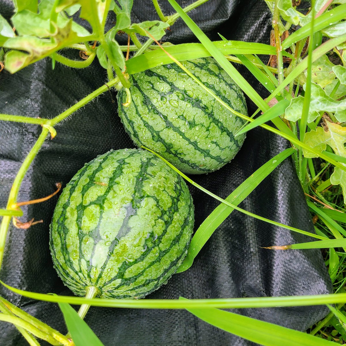 SaeCue's tweet photo. オット💦
2つ共ヒゲが枯れていた❗
まずは1つ収穫🍉
放置栽培してたのに
みずみずしくて、
まあまあ甘味もある😋
初物🍉🎐
夏だな~🌊
#小玉スイカ #赤てまり #スイカ #smallwatermelon #watermelon #綿半 https://t.co/8K2Gme39PY