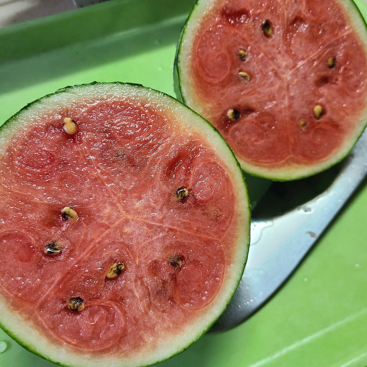 SaeCue's tweet photo. オット💦
2つ共ヒゲが枯れていた❗
まずは1つ収穫🍉
放置栽培してたのに
みずみずしくて、
まあまあ甘味もある😋
初物🍉🎐
夏だな~🌊
#小玉スイカ #赤てまり #スイカ #smallwatermelon #watermelon #綿半 https://t.co/8K2Gme39PY