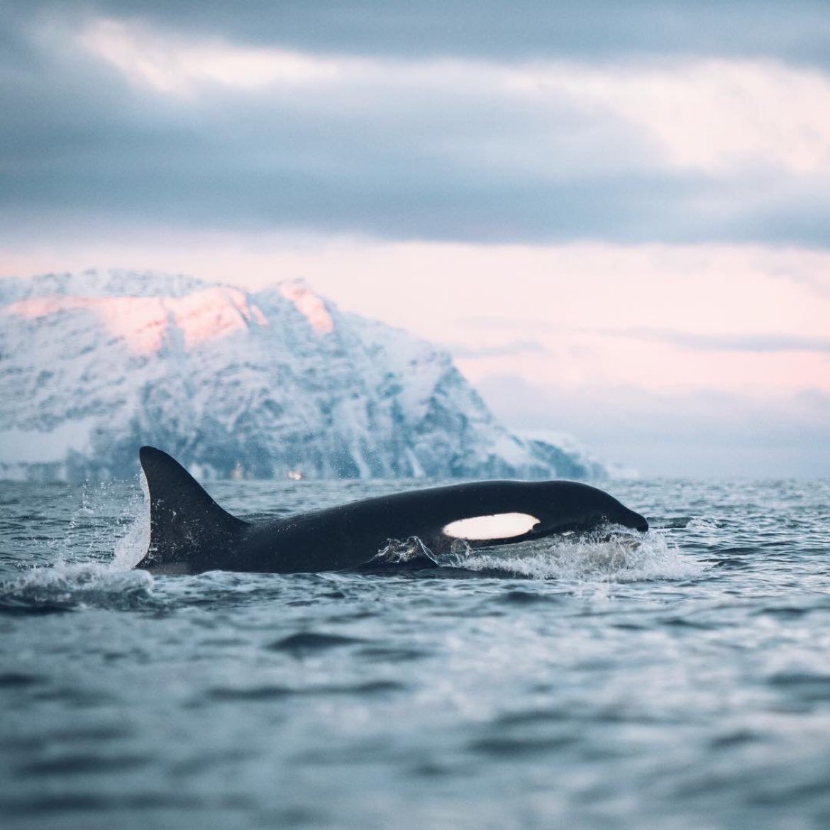 Skjervoy, Norway 🇳🇴