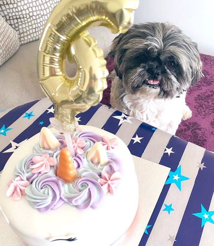 leo_licky's tweet photo. Yesterday I was the birthday boy! I had the bestest day turning 6 but would love to go viral for my birthday! Can I do it? #PleaseRetweet #BirthdayBoy #LickyLeo #CuteDogsOfTwitter https://t.co/4IkMDQEz1b