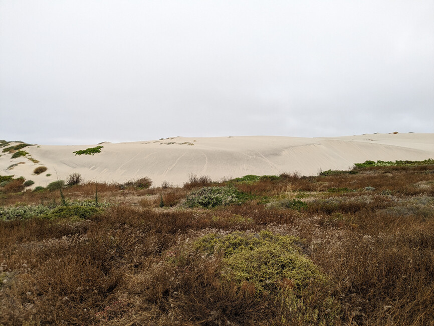 WildlifeBiol's tweet photo. Patterns of island fox habitat use in sand dune habitat on San Clemente Island https://t.co/SFLTXgE1vC #Fox #SpaceUse #HomeRange @NordicOikos @WileyEcolEvol https://t.co/qZByo5d74b