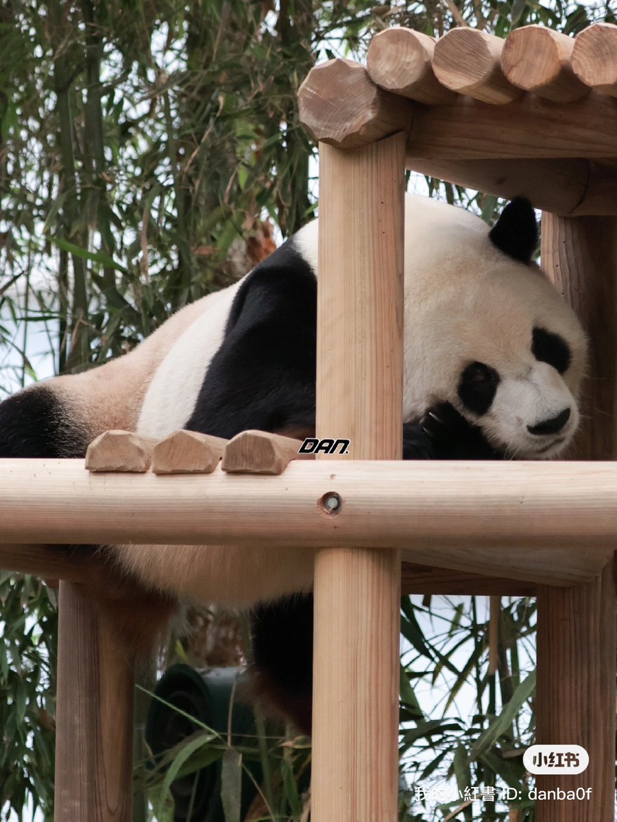 DAN_BA0F's tweet photo. 240713 빨랫줄에 널린 아기고양이 그잡채
#乐宝 #Lebao #러바오 #大熊猫 #giantpanda #panda #Baofamily #宝家族 https://t.co/RAgGkiSDjo