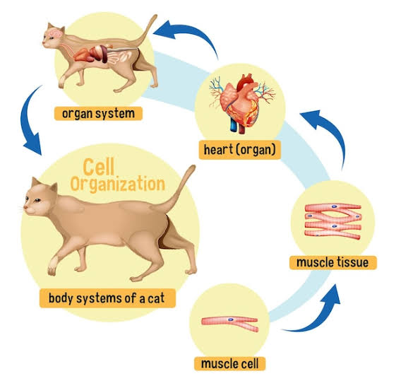 ShaktiVerm74656's tweet photo. Animal cycle......
#loveisland #GranHermano #PakistanCricket #Suriya44 #Binance #GithuraiMassacre #Israel #Suriya #Paris2024 #GOLD https://t.co/zXBn0Wk1C2