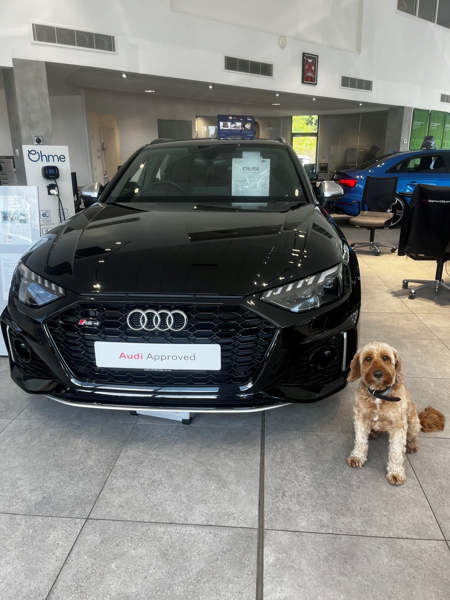 DriftBridgeGrp's tweet photo. 🐕 Audi Epsom had a furry special visitor today!

Maggie strutted into the showroom, ready to trade in her bone for an RS4. But she needed a little more time to paw-nder her decision! 🚗🐾

#audi #dogs #petsatwork https://t.co/gIZeqS1vDz