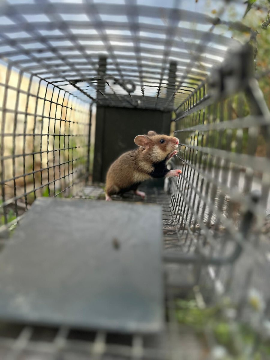 VINCIAutoroutes's tweet photo. 🐹 VINCI Autoroutes et le @CNRS mènent un programme de réintroduction de hamsters dans le cadre de l'exploitation de l'@A355Trafic. Premières naissances de la saison : 30 nouveaux hamsters vont bientôt pouvoir être réintroduits ! Des idées de prénoms pour ces nouveaux arrivants ? https://t.co/UVuyao4xZR