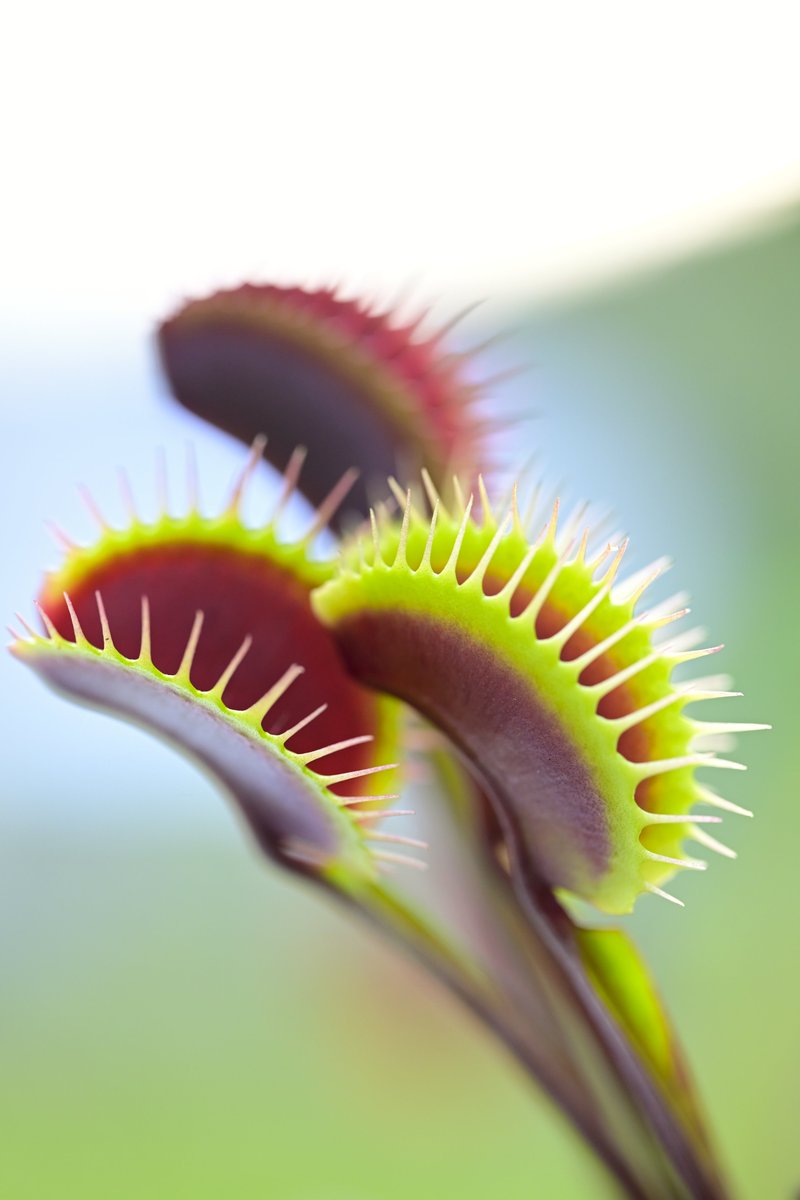 moiwayama_nepen's tweet photo. #ハエトリソウ #赤い竜 #akai_ryu #red_dragon #Dionaea #食虫植物 #Carnivorousplants #Venusflytrap #Zf #Nikon #私とニコンで見た世界 #zmc105mmf28
ニコンNIKKOR Z MC 105mm f/2.8 VR S
赤い竜です。赤系の中では特に育てやすい印象です。エレクタ系の長い葉柄の葉が、次々伸びてきています。 https://t.co/yqPkY9tEmz