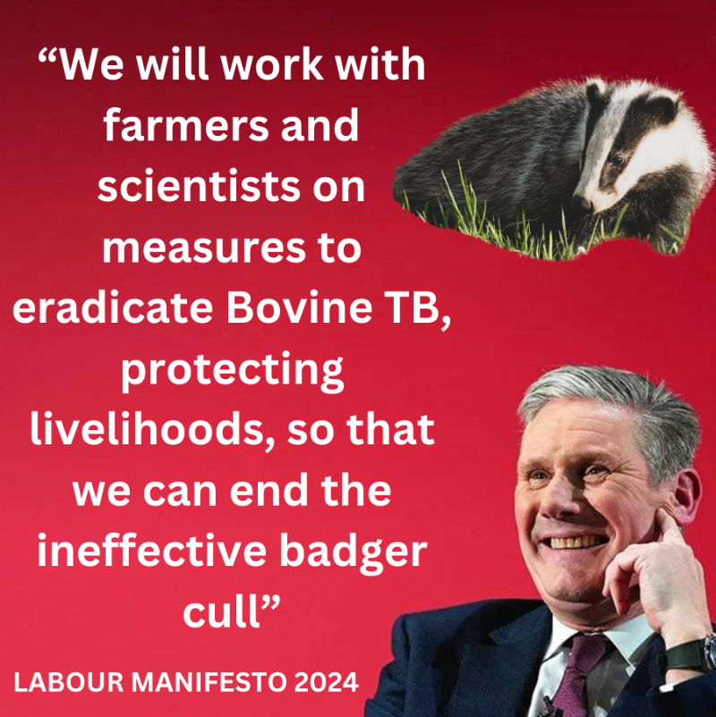 Is this <a href="/UKLabour/">The Labour Party</a>'s first broken manifesto pledge?

They stated they would end the "ineffective" badger cull and now it comes out they're allowing up to 28,000 more badgers to be slaughtered until 2026.