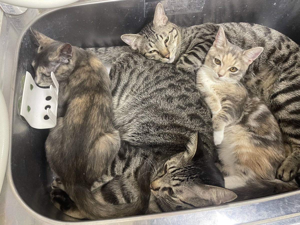 catcafemfmf's tweet photo. なんでみんなでバックヤードの流しに詰まろうと思ったのか、ちょっと説明してくれる？ https://t.co/Bf5fp6eRlF