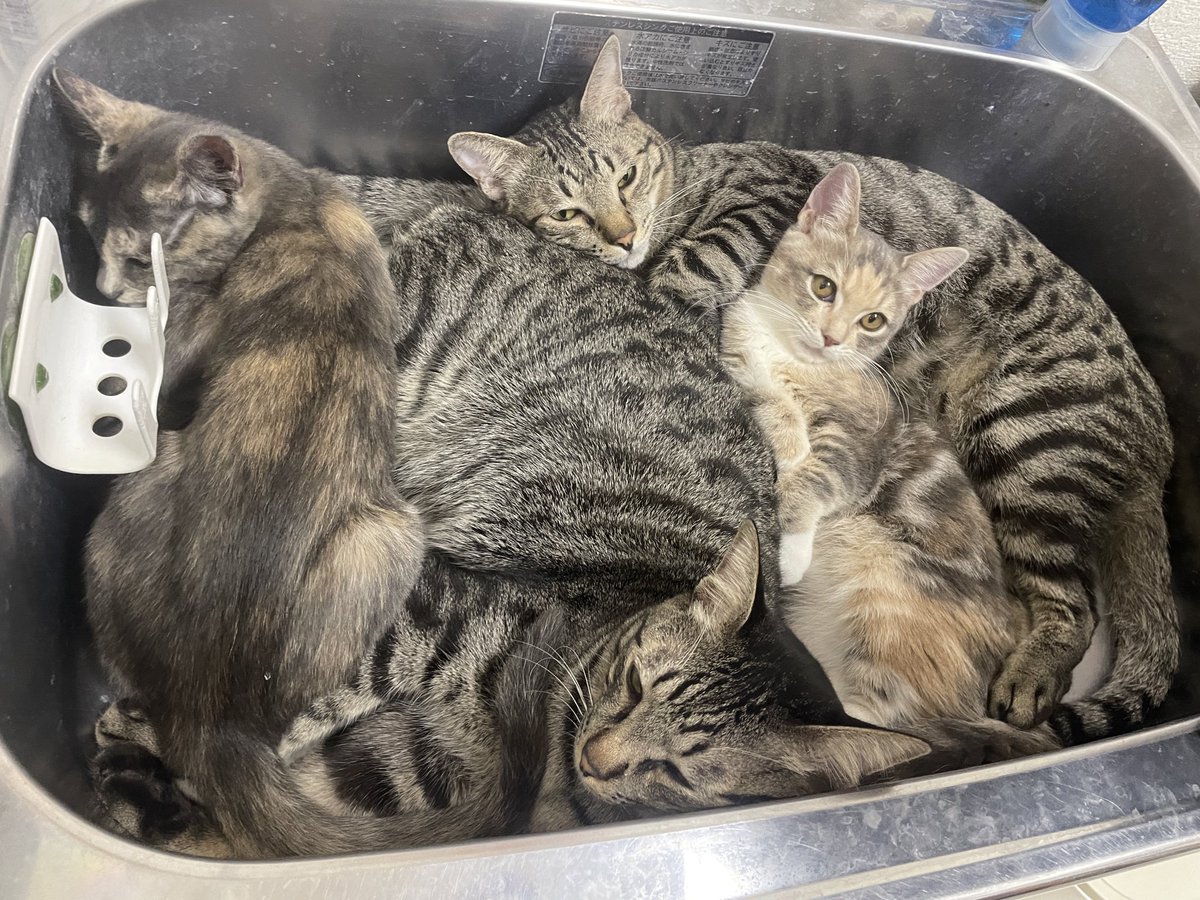 catcafemfmf's tweet photo. なんでみんなでバックヤードの流しに詰まろうと思ったのか、ちょっと説明してくれる？ https://t.co/Bf5fp6eRlF