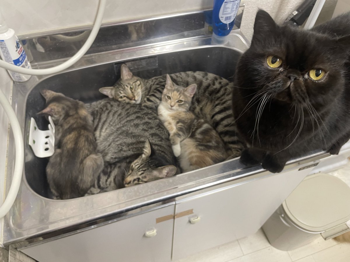 catcafemfmf's tweet photo. なんでみんなでバックヤードの流しに詰まろうと思ったのか、ちょっと説明してくれる？ https://t.co/Bf5fp6eRlF