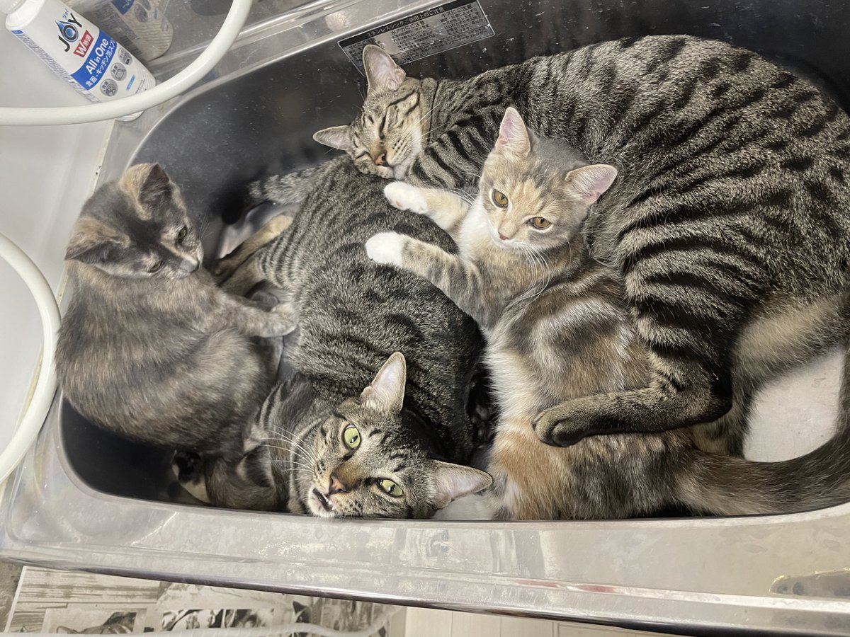 catcafemfmf's tweet photo. なんでみんなでバックヤードの流しに詰まろうと思ったのか、ちょっと説明してくれる？ https://t.co/Bf5fp6eRlF