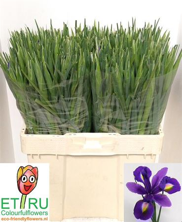 ETRUBolbloemen's tweet photo. Ons assortiment voor de komende weken : Iris Blue Magic, Iris Hong Kong en over 3 weken ook Iris White Magic. Wij veilen al onze irissen onder de echte soort naam! 🇳🇱 #ecofriendlyflower https://t.co/bIz1ua7Nt9