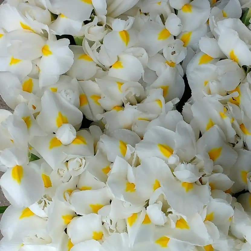 Ons assortiment voor de komende weken : Iris Blue Magic, Iris Hong Kong en over 3 weken ook Iris White Magic. Wij veilen al onze irissen onder de echte soort naam! 🇳🇱 #ecofriendlyflower