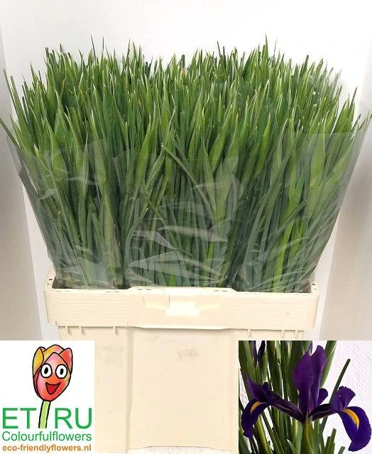 ETRUBolbloemen's tweet photo. Ons assortiment voor de komende weken : Iris Blue Magic, Iris Hong Kong en over 3 weken ook Iris White Magic. Wij veilen al onze irissen onder de echte soort naam! 🇳🇱 #ecofriendlyflower https://t.co/bIz1ua7Nt9