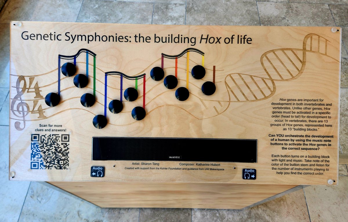 the Node (@the_node) on Twitter photo 🧬🎶Sci-Art: Harnessing the power of creativity to promote more inclusive learning opportunities
In this post, Katharine <a href="/cripple_vs_stem/">Katharine Hubert</a> shares the behind-the-scenes of creating the #SciArt exhibit "Genetic Symphonies: the building #Hox of life”:
thenode.biologists.com/sci-art-harnes… 🧬🎶Sci-Art: Harnessing the power of creativity to promote more inclusive learning opportunities
In this post, Katharine <a href="/cripple_vs_stem/">Katharine Hubert</a> shares the behind-the-scenes of creating the #SciArt exhibit "Genetic Symphonies: the building #Hox of life”:
thenode.biologists.com/sci-art-harnes…