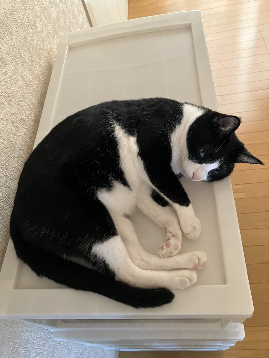 暑いにゃ〜　#猫のいる暮らし　#白黒猫　#ハチワレ猫