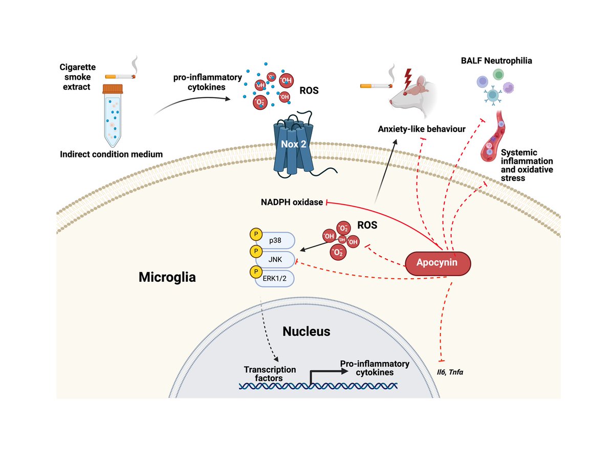 Researchers led by Dr Simone De Luca in the Centre for Respiratory Science &amp; Health <a href="/RMIT/">RMIT University</a> have discovered that targeting oxidative stress may be a novel strategy for managing COPD-related anxiety disorders.
mdpi.com/2076-3921/13/7…
<a href="/RMIT_CRSH/">Centre for Respiratory Science and Health</a> <a href="/alateeq_rana/">رنا عبدالله العتيِّق | Rana Alateeq</a> <a href="/antioxidants_OA/">Antioxidants MDPI</a>