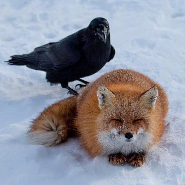 The Fox and the Crow