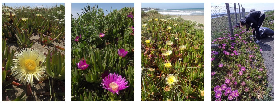 🌿 Carpobrotus invades coastal dunes, altering soil microbial diversity &amp; harming native plants. 🧬 Tailored recovery needed. <a href="/laurazucconi_gf/">laura zucconi</a>  <a href="/CaniniFabiana/">Fabiana Canini</a>  #Conservation #SoilBiodiversity #SoilEcology sciencedirect.com/science/articl…