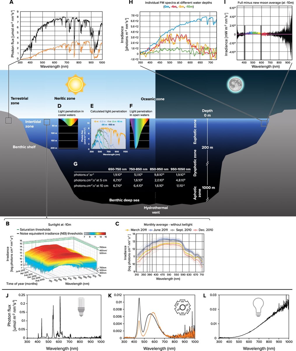 Physiology (APS Journal) (@physiol_journal) on Twitter photo ☀️New #chronobiology research from <a href="/MaxPerutzLabs/">Max Perutz Labs Vienna</a>
This illuminating review shows the different effects natural vs. artificial light has on #light-responding cells. Click below to learn more!
🌙doi.org/10.1152/physio… ☀️New #chronobiology research from <a href="/MaxPerutzLabs/">Max Perutz Labs Vienna</a>
This illuminating review shows the different effects natural vs. artificial light has on #light-responding cells. Click below to learn more!
🌙doi.org/10.1152/physio…
