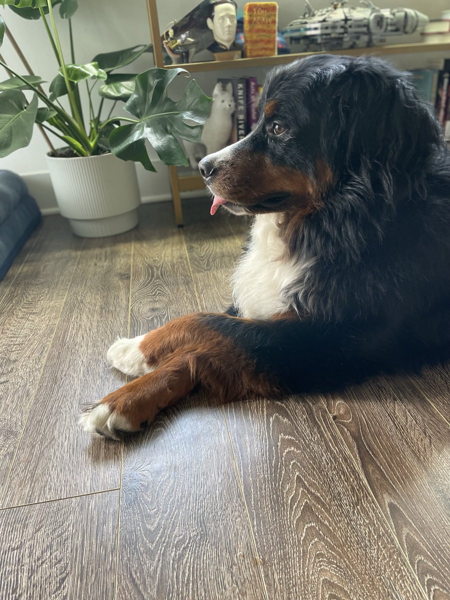 kategoldbeck's tweet photo. My foster pup is on @petfinder ! Looking for a fabulous home for this gentle giant Bernese Mountain Dog! He is so, so good. Please share!

https://t.co/RCfJr7IPQG https://t.co/hH1uyXJZgv