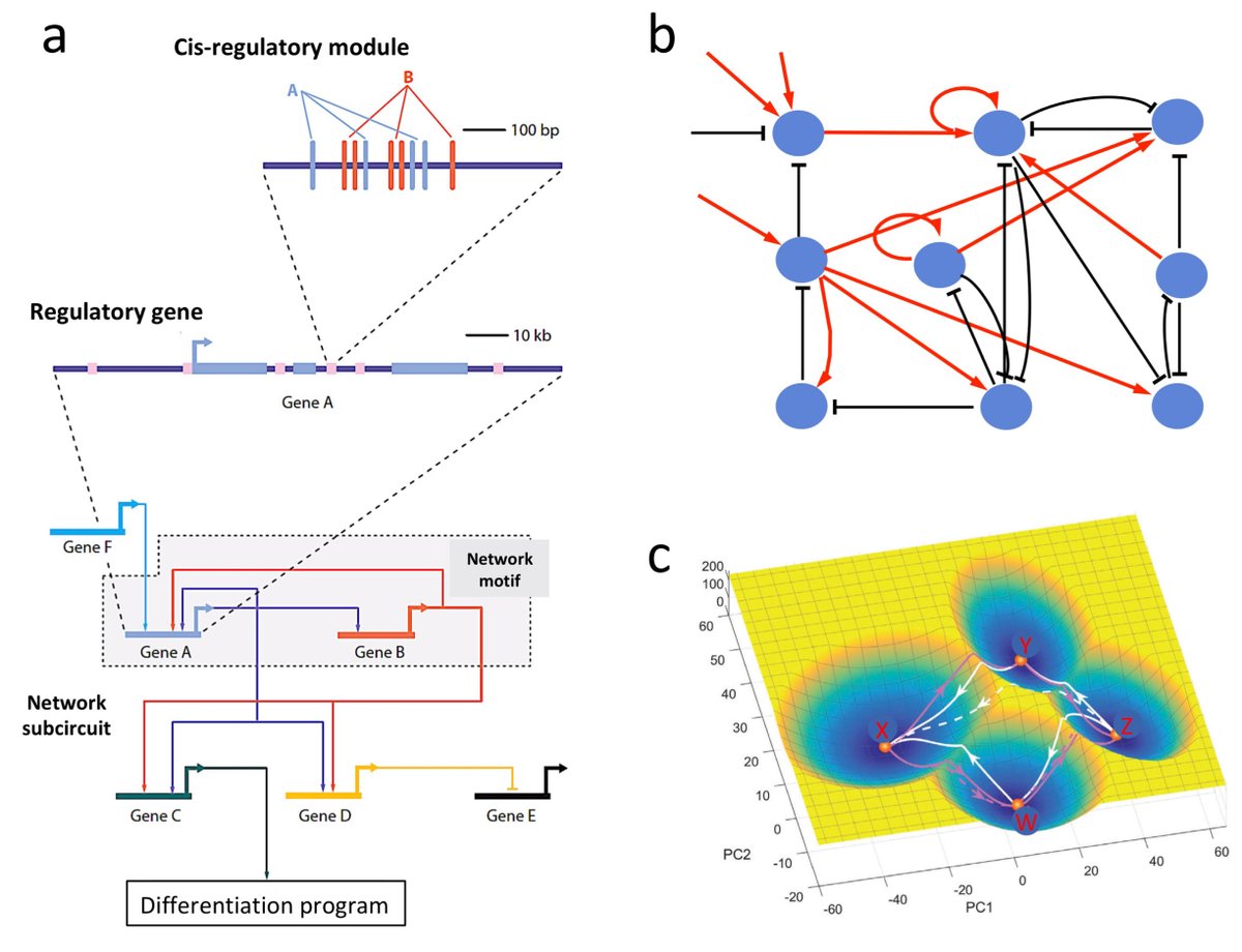 razoralign's tweet photo. The Genomic Code: The genome instantiates a generative model of the organism https://t.co/h5Nv9sItcK https://t.co/ujfaLBhjpD