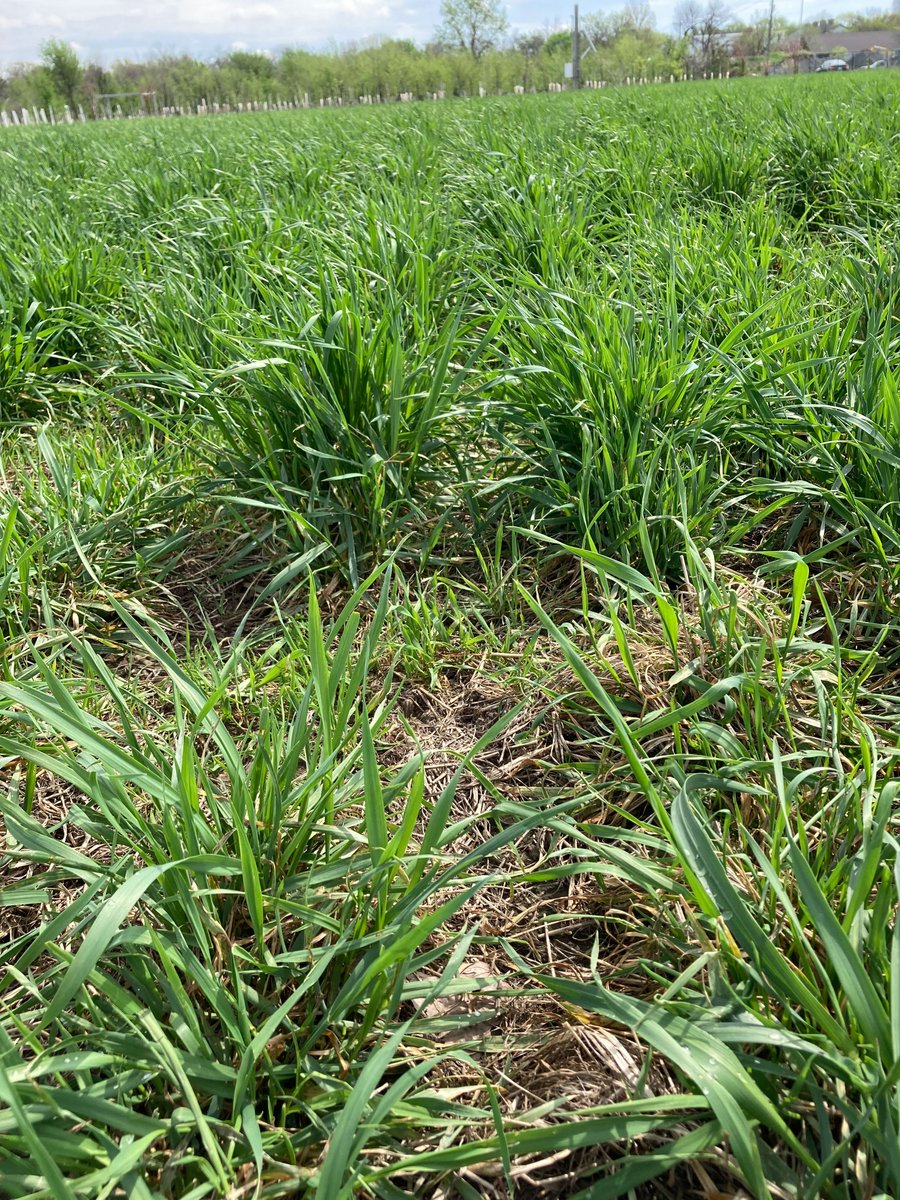 Individual MN producers, groups, and tribal and local governments will be able to apply for our grant to purchase or retrofit soil health equipment beginning Aug. 1, 2024. Nearly $500k of the $2.87 million available is set aside for SE MN.

ℹ️ mda.state.mn.us/new-funding-av…

#MNAg