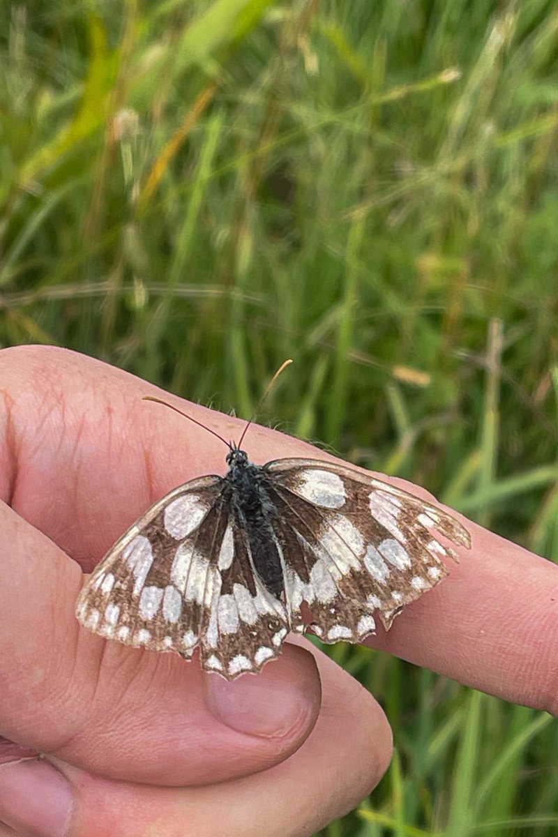 DrewCooper_'s tweet photo. Making friends with butterflies again 🤓🦋
#ButterflyBoy https://t.co/XOYu7f7BaE