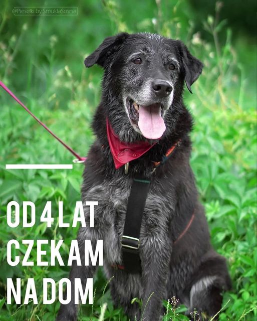 To zdjęcie Hodora to dla wyraz największego smutku😭Pies, który wie, że nie ma na co czekać.
Pies,który nigdy w życiu nie dostał od człowieka ochrony i bezpieczeństwa💔🥺Poza schroniskiem.
Tu, za kratami poznał troskę i miłość.
502 712 256 Marcin
Schronisko Na Paluchu